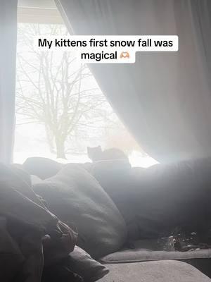 She was in awe. #Kitten #kittentok #catsoftiktok #cats #cat #catsfirstsnowfall #snowfall #snow #firstsnowfall #catsfirstsnow #shessofun #awe #shesamazing 