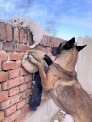 Respect animals, smart dog 🥹😭🙏#respect #animals #dog #dogs #dogsoftiktok #rescuedog #helpdogs #smartdog #fyp 