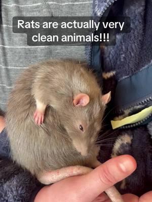 #rats #iloverats #cleanup #bathtime #ratsoftiktok 