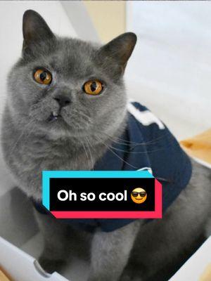 Oh yes I am 😘 ~Angel Stoney 💙🌈 #dreamface #ai #aiart #fun #funtime #silly #funny #catsoftiktok  🐾 🐾 🐾 ✨️📢Meowmy needs your help!📢✨️ By the end of January, she needs 7 people to do an animal communication reading for so she can get her certification. In this 20 min session ($30 USD), she’ll telepathically and energetically connect with your pet to uncover their most important messages for you and the lessons they’re here to teach you. Plus, you’ll have the opportunity to ask your pet a question directly! DM us to learn more! Or how you can get your reading for free! Check out her website! www.jasmineadriana.com  #soulconnection #animalcommunication #psychic #metaphysical #animalsarefamily #animalwhisperer #intuitive #intuitiveguidance #intuitivehealing #petcommunity