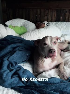 Baxter lives for a slumber party😂#dogsofttiktok #seniordog #furbaby #goodestboy #pitbull #baxterloganpearce #alabama 