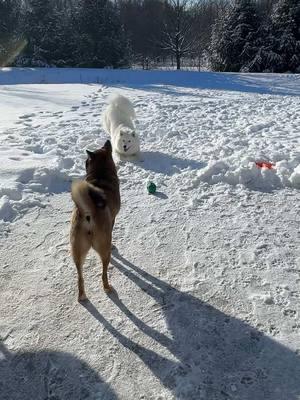 #puppy #play #playing #puppies #dogs #furbaby #furbabies #dog #dogs #dogsoftiktok #puppiesoftiktok #shibainu #samoyed #kana #sonya #snow #snowing #winter #snowday #spitz #iloveanimals #Love #❤️ #puppylove #follow #me #please #thankyou @VALERIAN 