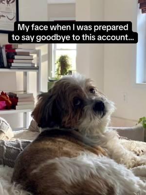 So much for a sappy goodbye. Hello everyone 😂 #dogsoftiktok #seniordog #lhasaapso #tiktokban 