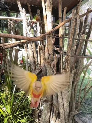 So Graceful wish I could teach all my birds to free fly !! I still have lots to learn .🌞🦜 #freefly #voolivre #voolivrebrasil  #araramaracanã  #araraazul #alexandrine #ara #birdlovers #hyacinthmacaw #greenwinged#ararabrasileira#birds_captures #harlequinmacaw #birds_adored #birdlover #severemacaw  #sunconure #gotlucky #papagaio #parrots #greencheek #papagaio #perroquet #macaw  #wildlife #wildlifephotography #natgeowild #natgeoyourshot #ringneck