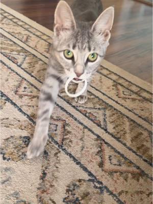 I love that my kitten taught herself to play fetch- here is 7 tips from a cat #catplayingfetch  #catpuns #kittenplay #kittenplayingfetch #catlover 