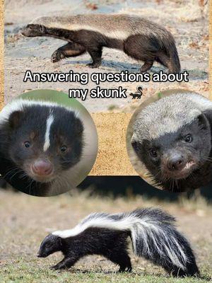 Answering questions about Sputnik! I made this video for my Chinese audience, but I suppose I can post it here too! I removed all the music and audio effects because reasons, so if it feels awkwardly silent at times, that’s why #skunk #pet #petskunk #animal #questions #qanda #questionandanswers #questionsandanswers #sputniktheskunk 