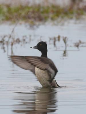 Blackjack #fyp #ducks #fypシ #waterfowl #Outdoors #ringneck #duck #videography #photography #wallmedia #MSdelta #birds #diverduck #wildlifephotography 