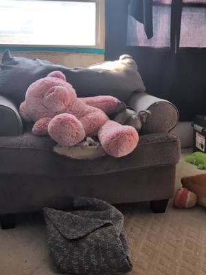 covered himself up in his chair with his teddy 🧸😭😭😭 #family #tiktokstrong #sillyboy #livinghisbestlife #doglivesmatter #dogtokfamily 