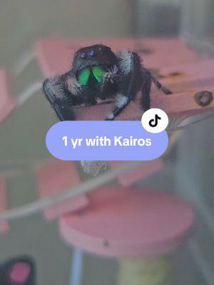 1 year with Kairos! I am so thankful for this dude and the introduction to jumpers! honorable mention to Cynosure, the senior man who was found on my ceiling and lived out his retirement here; and to Petunia, the lovely lady who laid a nest on my trash can and gave me the experience of hatching babies! #spider #jumpingspider #spood #petspider #petjumpingspider #regaljumpingspider 