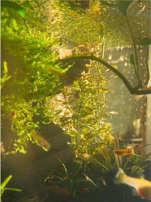 morning aquarium >> any other time #morning #aquarium #fishtank #guppies #shrimp #corydoras #catfish #fish #fyp #nature #sunrise #sunlight #plants #aquatic 