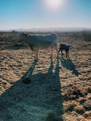 New babies everywhere #cattle #fypシ゚viral🖤tiktok #cowsoftiktok #babycalf #ranchlife #Arizona 