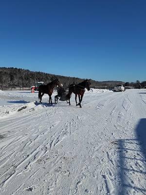 I'm tired of winter!! #horses #standardbredsoftiktok #racing #fyp 