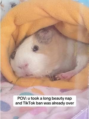 So good to be back already 😅🥰 #guineapig #cuteguineapig #funnyguineapig #tiktokban #guineapigsleeping #smallpets #guineapigsoftiktok #guineapiglove #kaveecage #kaveekommunity 