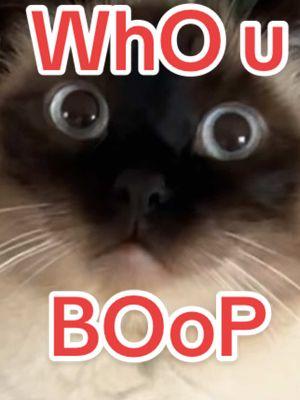 WHOM, DID U, BOop (WiLL WE REveAL thGRAET BAGAGWA ,,:: ) lmoa #catsoftiktok #bagagwa #tiktokban #goodbye ? #massfollowing