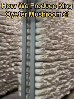 Show you how we produce the King Oyster mushrooms🍄#mushrooms #mushroom #mushroomgrowing #mushroomfarm #fungi 