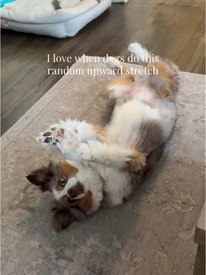 my sweet lil clementine #dogtok #aussie #australianshepherd #miniaussie #aussiesdoingthings #dogstretch #dogsoftiktok #dogmom #miniaussiesoftiktok #redmerleaussie #redmerle #aussiepuppy #puppytiktok #puppylife #puppydog 