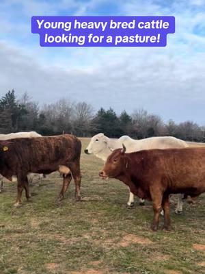 We have 20+ head of 3-5-year-old heavy bred cattle available. Priced at $2,650 each. Take any number you need. Shipping available. Call or text Bubba @ 903-388-4472 Para Español, llame o envíe un mensaje de texto a Ricardo al 903-288-1118 	•	Rutherford Land and Cattle LLC is a brick-and-mortar entity with animal health and welfare as the priority. 	•	We only hold cattle with a deposit. 	•	Deposits are good for 3 days unless special arrangements are made with RLC. 	•	All cattle have been checked with ultrasound machines for pregnancy. 	•	All vaccinations given. 	•	Shipping available. 	•	In good standing with the BBB. 	•	Accept certified funds, credit cards, and Venmo. 📍 Located in Fairfield, Texas #rutherfordlandandcattle #rlc #bredcattle #farmlife #cattle #christiantiktok #cattletiktok #aggear #agriculture #farm #ranch #performance #apparel #norbrook #animalhealth #USDA