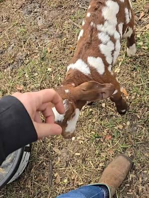 Just a quick intro life to "Uno" He's already 3 WEEKS OLD!  He is available 🙃 #boergoats #dapple #goat #abga #babygoats #goatsoftiktok 