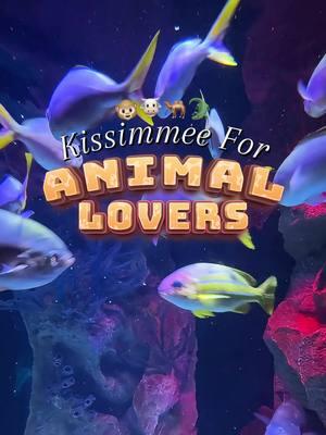 Hey animal enthusiasts! 🐾🌴 Dive into the wild side of Kissimmee with our ultimate guide to the best spots for unforgettable animal encounters: 🐊 Gatorland 🐬 Discovery Cove 🐥 Bell Family Farm 🐠 SeaLife Orlando 🦓 Wild Florida #experiencekissimmee #kissimmee #mykissimmee #animalencounter #animallovers #gatorland #discoverycove #bellfamilyfarm #sealife #wildflorida #drivethrusafari #safari #aquarium