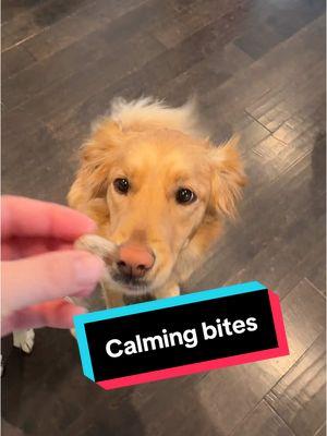 #Ad Crazy pants Louise isn’t so crazy after her Zesty Paws Advanced Calming Bites! Order your pup some today!  #louise #crazypants #goldengirl #denoondogs #kcdogs #calmingbites #zestypaws #dogsoftiktok #dogtok 