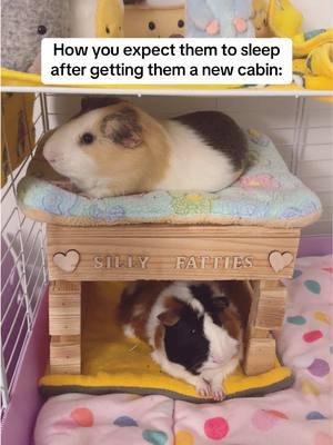 🤦‍♀️ #guineapig #cuteguineapig #funnyguineapig #guineapigsleeping #smallpets #guineapigsoftiktok #guineapiglove #guineapigfacts #guineapigmom #kaveekommunity #kaveecage