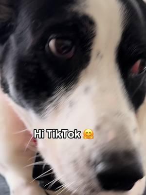 #hi #hello frens it’s Dottie!! #fyp #mixedbreeddog #sweet #adorable #fy #dogloversfeed #dogloverstok #fouryoupage #pets #dogsoftiktok #PetsOfTikTok #sweetestdog #cutedoggy #fyp??viral 