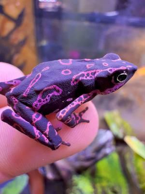 Me, literally every time someone calls my Purple Toads, a frog!  It’s a Toad motherfucker!!!  Purple Toad “Atelopus barbotini” #brokencyde #itsatoadmotherfucker #itsatoad #toad #frog #anuran #toadfrog #amphibian #southamerica #captivebred #purpletoad #atelopusbarbotini #atelopus