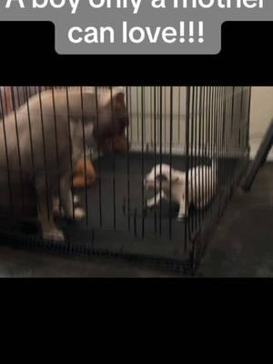 He is always nonstop playing!!! #breakthrubullies #animals #fyp #bullies #sons #motherandson #doglover #breakthrufam #puppies #moments #funny #breakthrufamily #dogsoftiktok #dog #fypage #ranchlife 