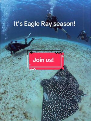 Why do we dive? To experience moments like this! It's Eagle Ray season in Cozumel. The eagle rays spend their winters in the waters around Cozumel feeding on mollusks in the sand. Join us next year as we return for New Years! Find all of our trips on our page at www.aggielandscuba.com. #eagleray #cozumel #ray #marinebiology #scuba #scubadiving #travel #mexico #discover #discovery #inaugurationday @pelagic ventures scuba @DivewithBuddy @insta360_official 