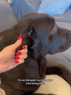 That’s it I’m cured #PetsOfTikTok #labpuppy #labradorretriever #fyp #viral #chocolatelab #1min #longervideos #puppylove #puppyears #freetherapy #yourewelcome 