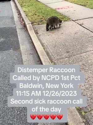 https://linktr.ee/cookiekl #wildlife #wildliferescue #wildliferescuer #wildliferehab #wildliferehabilitation #wildliferehabber #everylifematters #raccoon #raccoonrescue #raccoonrescuer #sickraccoon #raccoondistemper #distemperraccoon #distemper #distemperawareness #caninedistemper #caninedistempervirus #distempervirus #ncpd #baldwin #baldwinny 