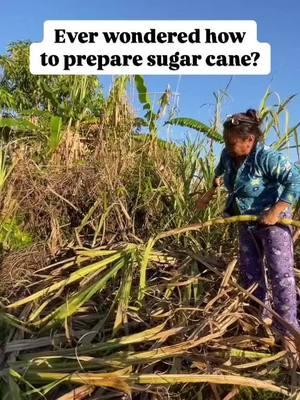 Anyone here a fan of sugar cane? 🤤 #sugarcane #fresh #prep 