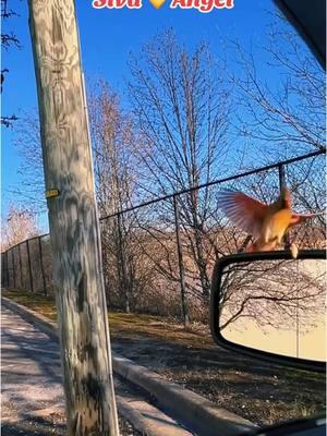 ♥️ Siva watching over Angel 💛 #cardinals #angel #birds #birdsoftiktok #fyp #kentucky #trending #Love #mates #onthisday 