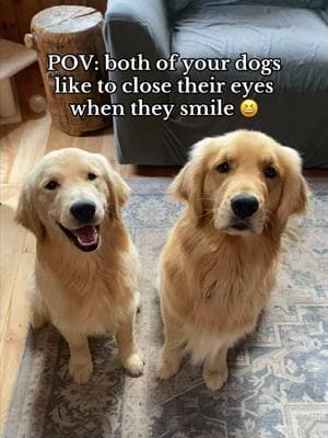 too funny how they both do this 😆 #goldenretriever #dogsoftiktok #goldenretrieversoftiktok #goldenretrievers #dogsoftiktokviral #dogtok 