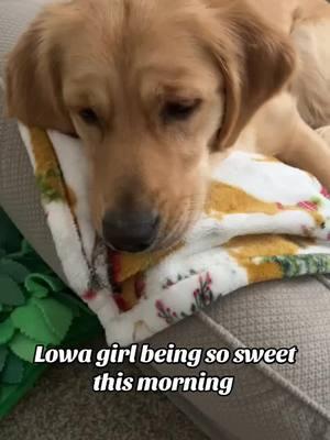 Good morning friends 🐶💜#sweetlove #goldenretrieverlife #dogmomlife #pawfriends #goodmorning #monday #puppytraining #bestfriend 