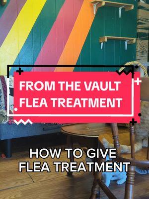 another oldie from the vault- how to give your cat flea medicine. Should I bring back the cat how to series? let me know what you would like to know how to do in the comments! p.s. so sorry about the old posts I'm starting grad school and I have a baby and there's just a lot of stuff going on in my life right now but if I don't post something I might not be able to pay my mortgage 🥲 ok I love you all thank you for your support hopefully I'll have some good stuff coming for you soon #cats #fleas #cattok #cathacks 