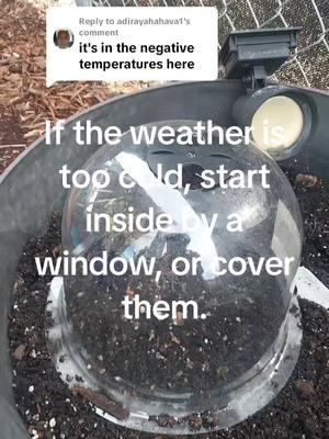 Replying to @adirayahahava1  Start your garden inside or cover them to protect them from frost. #creatorsearchinsights  #gardenhacks #wintergarden #sablerosecreations 