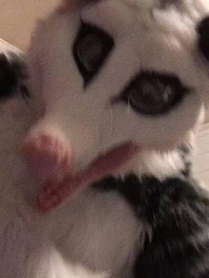 proud of you #ayopossum #possum #opossum #costume #furry #inspirational #inspiration #fyp #anime #manga #onthisday 