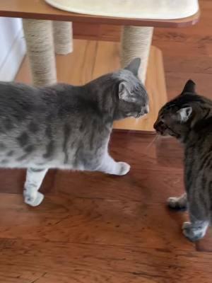 "They're too dramatic, I can't! 😂 These cats are just too much! Big thanks to TikTok's own zeroandollie for this gem. #cats #catsofinstagram #funnycats #catvideos #petsofinstagram #kitten #catlovers #cutecats #feline #kitty #crazycats #catlife #catsagram #instacat #petlovers #fyp"