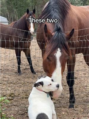 @Miranda Osbornes OTTB and pitty are so entertaining to watch. They are so in love 🤣🤣❤️🐴 #trailtwats #ottb #pitbull #dogsandhorses #cute