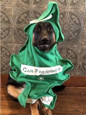 When mom says, it’s just a costume! #funnydogs #dogparents #lol #dogcostume 