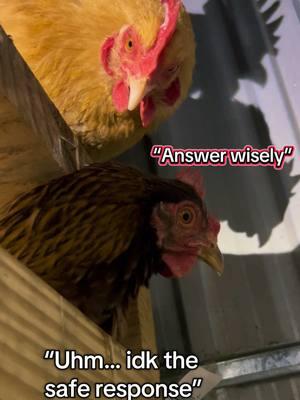 Karen knows something we don’t 👀 - - - #ethel #coopconfessions #belltherooster #bell #babybell #probsbitching #fyp #funny #comedy #laugh #share #havefun #smile #storytime #storytelling #story #animals #farm #farmlife #chicken #chickens #rooster #funnyanimals #chickens #chickensoftiktok #chickentok #joke #Love 