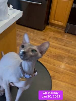 Once a goblin…. Always a goblin. 👹 #onthisday #m#mistercrinklesp#prettyc#catsc#catsofinstagramf#fypv#viralm#meowl#loverc#catsd#donskoyh#hairless#s#sphynxcatp#PetsOfTikTokn#nakedcatss#sphynxtokS#Sphynxaddictionc#crazyf#funnyf#funnyvideosu#uniquevideosd#dinguscatsphynxb#backtothekittyshekindofprettyc#clariceandmistercrinkless#skinwalkersn#naughtyg#gobling#gremlinsu#utahv#veterinarymedicininev#vetmedlifec#claricec#courtneyg#geriatriccatm#meows#seniorb#BestFriendsc#catsofinstagramm#meowo#oldladyf#fyppurr 