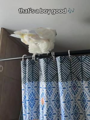 Furby tries to open the shower curtain for me #furbythebirb #beautifulbirds #parrots #birdvideos #cutebirds #parrotsoftiktok #umbrellacockatoo #cockatoos #cockatoo #cockatoosoftiktok #talkingbird #cutebirdvideos #exoticpet #fyp #birdsoftiktok #mypetparrot #shower #robin 