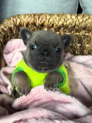 The cutest little nugget   #chubby #sochubby #goshhescute #fypシ #foryoupage #bearcub #pibble12#frenchieshow #813frenchiesline #813frenchies #fortheloveofpuppies #puppiesgoviral #viralpuppy #chunky #squishyfacecrew #teddybearface #outstanding #bestofthebest #sweetlittleangel #sweetlittlepuppy #pibble  #yourbestlife #pibblelove #pibblelife #pibblemix #pibblesoftiktok #pibblemom 