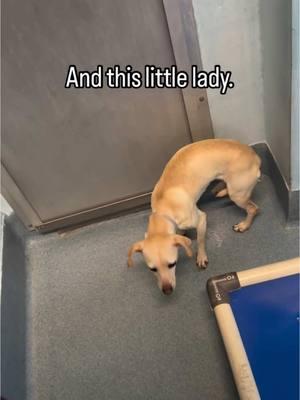 😓Meet Zelley😓 #A5667233 she’s a 2 yr old Chihuahua that’s pretty overwhelmed by her environment. It’s loud and scary for our Littles most of the time. She’s open to meeting new people and leaning on them for help. Please share to get her out sooner than later.🙏  ➡️WALK IN HOURS⬅️        Mon-Sat  11-5 Location: Baldwin Park Shelter  4275 North Elton Street Baldwin Park, CA 91706 24-hr Call Center: (626) 962-3577  (Hit 5, 2, 2) Shelter Staff: ⭐️Thomas⭐️ tkalinowski@animalcare.lacounty.gov Rescue Coordinator Alma Aldana AGandara@animalcare.lacounty.gov Sgt. Brenda Leanos  Bleanos@animalcare.lacounty.gov Sgt. Alexander Mota Amota@animalcare.lacounty.gov #losangeles #rescue #adoptdontshop #adopt #foster #fosteringsaveslives #shelterdog #baldwinparkshelter #savingbaldwinparkshelterdogs #rescuedog #rescueme #tiktok #explore #explorepage #Love #family #volunteer #bethechange #giveback #dog #adoptdontshop #fosteringsaveslives #shelterdog #dog #seenequalssaved #littledog #chihuahua #chihuahuas 