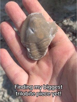 Finding this guy was such an unexpected surprise after days of finding tiny trilobite bits. This was such an exciting moment, I’m so glad I had my phone on me! #trilobite #fossils #kentucky #fossilhunting #sweetsurprise 