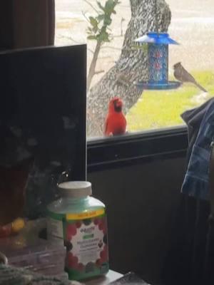 Even the birds are trying to get warm 🤣🤣🤣 #birds #birdsoftiktok #red #texascoast #texas #fyp #fypシ #foryourpage #catsoftiktok #funnyvideo #viralvideo 