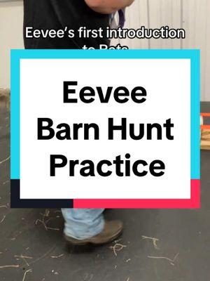 Since the app is back, I get share the dogs’ barn hunt practice! This was Eevee’s first time seeing/smelling a rat and she was on it! I think barn hunt is definitely in her future. #dogsoftiktok #dogtok #bordercolliesoftiktok #bordercollie #dogsports #barnhunt 