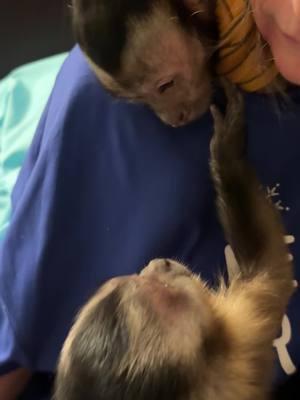 Oh they are just the sweetest!❤️ #oliverlincoln #willowkate #sweetmonkeys #capuchin #monkey #monkeysoftiktok 